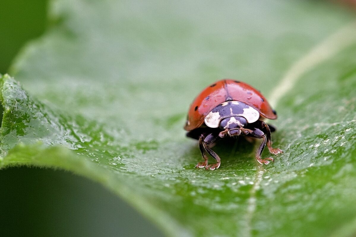 Clear View: Top Bug Shields and Cleaners for Your Cars Front End